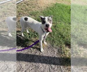 American Pit Bull Terrier-Unknown Mix Dogs for adoption in Corpus Christi, TX, USA