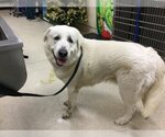 Small Photo #1 Great Pyrenees Puppy For Sale in Riverside, CA, USA
