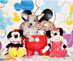 Small Photo #36 Chihuahua Puppy For Sale in CHARLESTON, AR, USA