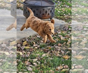 Goldendoodle Puppy for sale in FULTON, MO, USA
