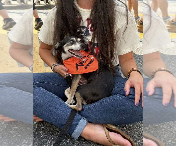 Medium Photo #3 Chihuahua-Unknown Mix Puppy For Sale in Oak Bluffs, MA, USA