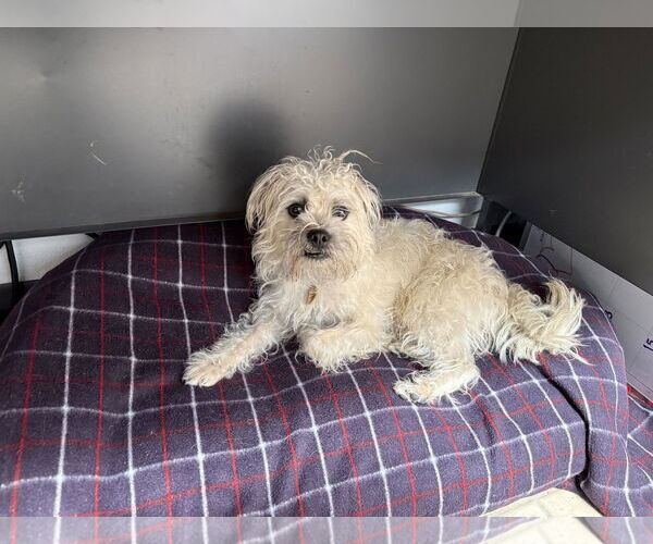 Medium Photo #2 Mutt Puppy For Sale in Seal Beach, CA, USA