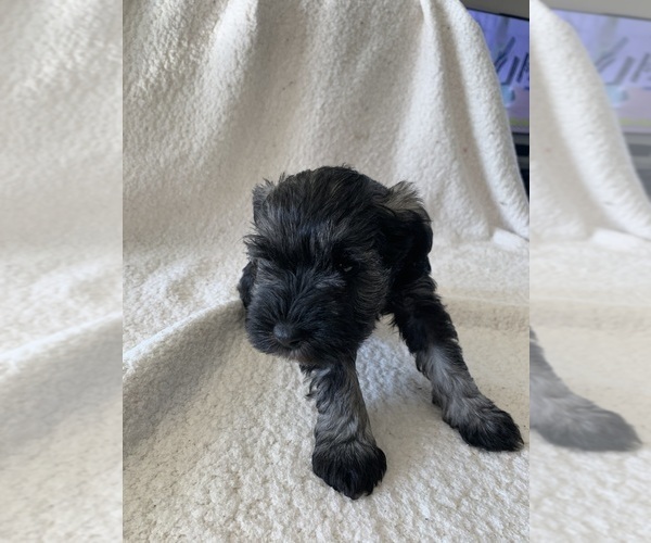 Medium Photo #4 Schnauzer (Miniature) Puppy For Sale in EDMOND, OK, USA