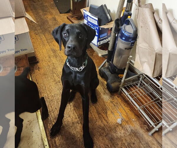 Medium Photo #5 Doberman Pinscher Puppy For Sale in Buffalo, MN, USA