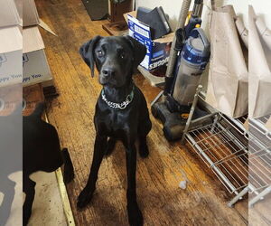 Onyx - Male Doberman Pinscher Dog for Adoption - Photo #5