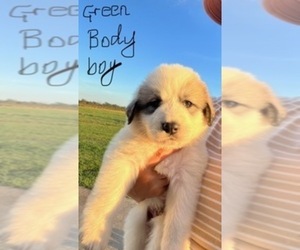 Great Pyrenees Puppy for sale in FRANKLINTON, LA, USA