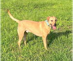 Small #2 Labrador Retriever Mix