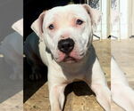 Small American Pit Bull Terrier-American Staffordshire Terrier Mix