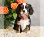 Small #3 Bernese Mountain Dog-Cavalier King Charles Spaniel Mix