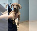 Small Mutt