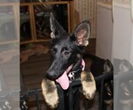 Small #1 German Shepherd Dog