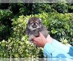 Small Photo #5 Pomeranian Puppy For Sale in WEST PALM BEACH, FL, USA