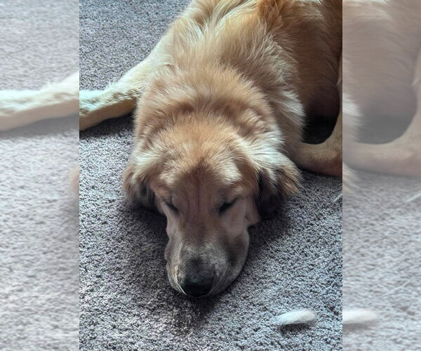 Medium Photo #2 Golden Retriever-Unknown Mix Puppy For Sale in Aurora, IN, USA
