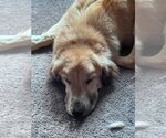 Small #1 Golden Retriever Mix