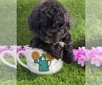 Small #8 Poodle (Toy)