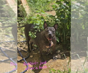American Staffordshire Terrier-Unknown Mix Dogs for adoption in Jackson, MS, USA