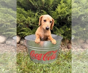 Dachshund Puppy for sale in MIDDLEBURY, IN, USA