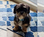 Small Shih Tzu Mix