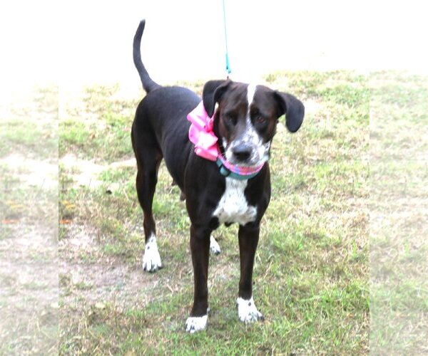 Medium Photo #4 Lab-Pointer Puppy For Sale in Bandera, TX, USA