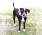 Small #3 Lab-Pointer