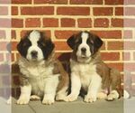 Small #2 Saint Bernard