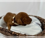 Small #4 Goldendoodle