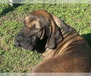 Oro - Male Brazilian Mastiff Dog for Adoption - Photo #8
