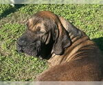 Small #7 Brazilian Mastiff