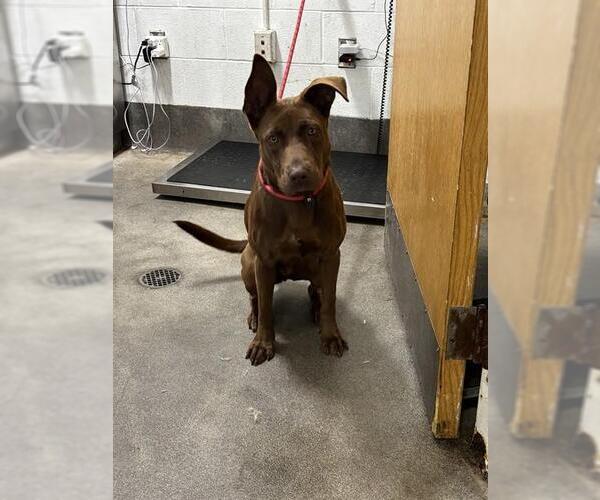 Medium Photo #1 Australian Kelpie-Unknown Mix Puppy For Sale in Forestville, MD, USA