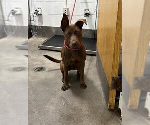 Australian Kelpie-Unknown Mix Dogs for adoption in Forestville, MD, USA