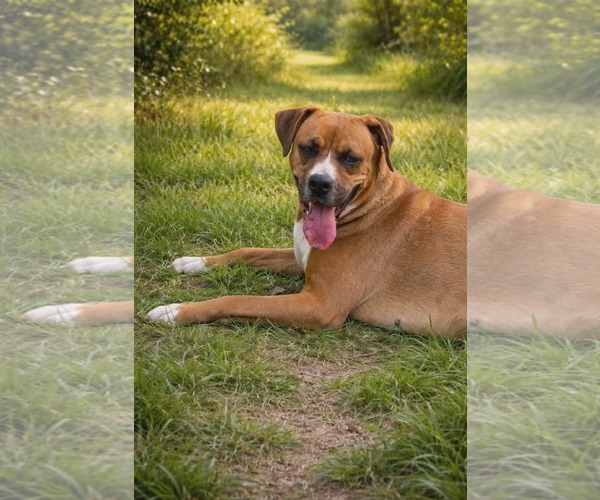 Medium Photo #2 Boxador Puppy For Sale in Oakhurst, NJ, USA