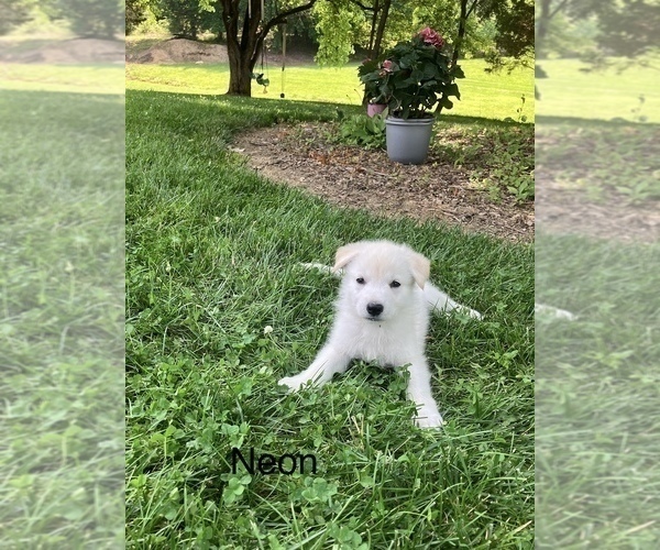 Medium Photo #2 German Shepherd Dog Puppy For Sale in CHARLESTOWN, IN, USA