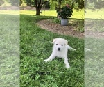 Small Photo #15 German Shepherd Dog Puppy For Sale in CHARLESTOWN, IN, USA