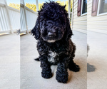 Small #3 Bernedoodle