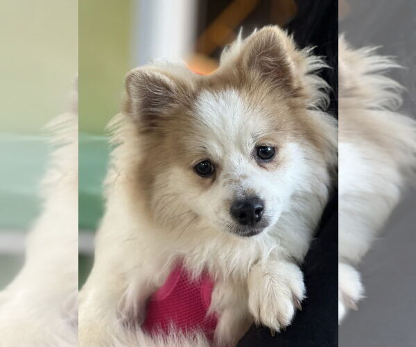 Medium Photo #1 Pomeranian Puppy For Sale in Dana Point, CA, USA