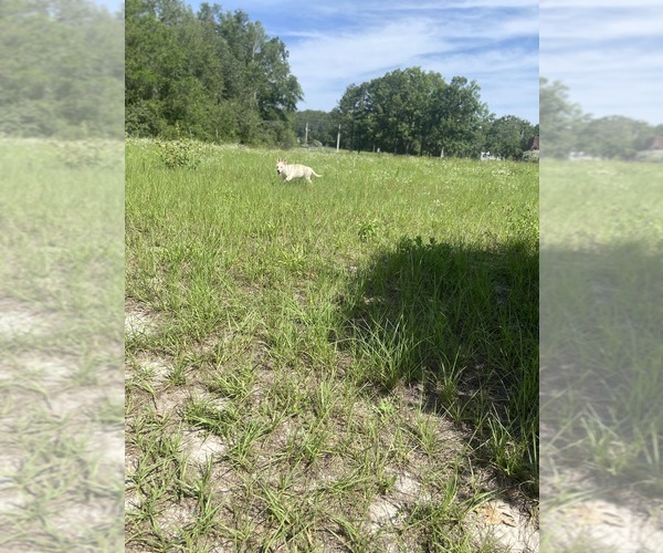 Medium Photo #12 German Shepherd Dog Puppy For Sale in ALACHUA, FL, USA