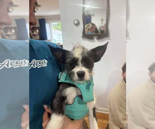 Medium Photo #7 Pekingese-Unknown Mix Puppy For Sale in Westwood, NJ, USA