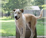 Small #3 Huskies -Retriever  Mix