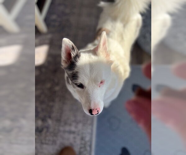 Medium Photo #14 Pomsky Puppy For Sale in St. Louis Park, MN, USA