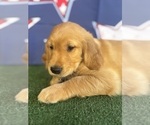Small #20 Golden Retriever