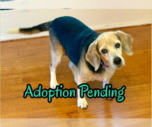 Beagle Dogs for adoption in Dunnellon, FL, USA