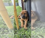 Small #1 Cane Corso-Doberman Pinscher Mix