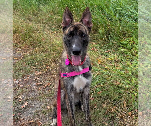 Medium Photo #12 Catahoula Leopard Dog-Unknown Mix Puppy For Sale in Fargo, ND, USA