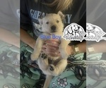 Small Photo #9 Golden Retriever Puppy For Sale in BOILING SPGS, SC, USA