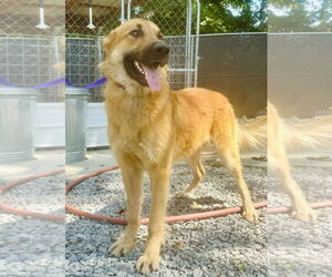 Medium German Shepherd Dog Mix