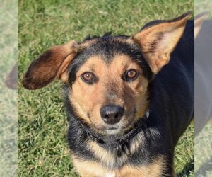 German Shepherd Dog-Unknown Mix Dogs for adoption in Huntley, IL, USA