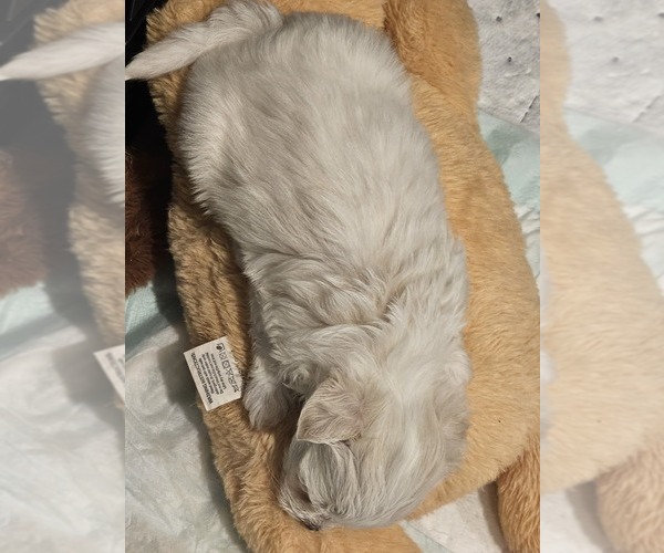 Medium Photo #4 Mal-Shi Puppy For Sale in LITHIA, FL, USA