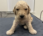 Puppy Puppy Green Goldendoodle