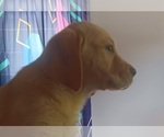 Small #16 Labrador Retriever
