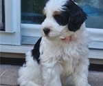 Small #2 Bernedoodle mix (+ Poodle Standard)